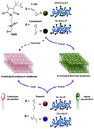 Graphical abstract: Cyclization and unsaturation rather than isomerisation of side chains govern the selective antibacterial activity of cationic-amphiphilic polymers