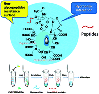 Graphical abstract: A facile and cheap synthesis of zwitterion coatings of the CS@PGMA@IDA nanomaterial for highly specific enrichment of glycopeptides