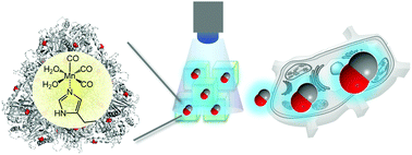 Graphical abstract: Photoactivatable CO release from engineered protein crystals to modulate NF-κB activation