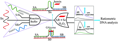 Graphical abstract: Cascade DNA logic device programmed ratiometric DNA analysis and logic devices based on a fluorescent dual-signal probe of a G-quadruplex DNAzyme