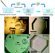 Graphical abstract: Development of protein seed crystals reinforced with high-strength hydrogels