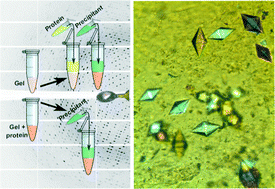 Graphical abstract: Protein crystallization in short-peptide supramolecular hydrogels: a versatile strategy towards biotechnological composite materials