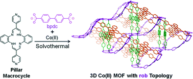 Graphical abstract: Discrete and polymeric complexes of a macrocyclic pillar ligand in the absence and presence of dicarboxylic acid coligands