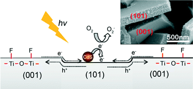 Graphical abstract: Enhanced photoelectronic properties of single crystal TiO2 nanosheet array films by selective deposition of CdS nanoparticles on their {101} facets