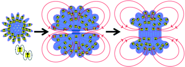 Graphical abstract: Dipole field driven morphology evolution in biomimetic vaterite