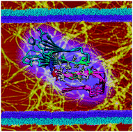 Graphical abstract: Polymorphic cross-seeding amyloid assemblies of amyloid-β and human islet amyloid polypeptide