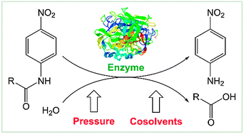 Graphical abstract: Combined pressure and cosolvent effects on enzyme activity – a high-pressure stopped-flow kinetic study on α-chymotrypsin