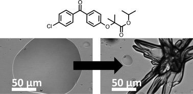 Graphical abstract: Crystallization of undercooled liquid fenofibrate
