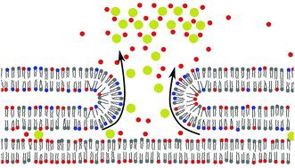Graphical abstract: The thermodynamics of endosomal escape and DNA release from lipoplexes