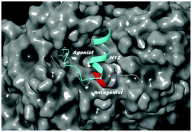 Graphical abstract: PPARγ helix 12 exhibits an antagonist conformation