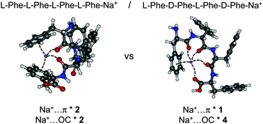 Graphical abstract: Chirality-dependent structuration of protonated or sodiated polyphenylalanines: IRMPD and ion mobility studies