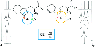 Graphical abstract: Kinetic isotope effects for fast deuterium and proton exchange rates