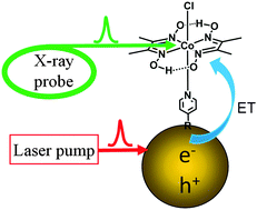 Graphical abstract: The direct observation of charge separation dynamics in CdSe quantum dots/cobaloxime hybrids