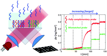 Graphical abstract: Label-free detection of DNA single-base mismatches using a simple reflectance-based optical technique
