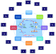 Graphical abstract: Linking the future of anticancer metal-complexes to the therapy of tumour metastases