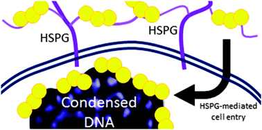 Graphical abstract: Multi-platinum anti-cancer agents. Substitution-inert compounds for tumor selectivity and new targets