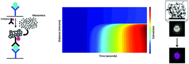 Graphical abstract: Using photo-initiated polymerization reactions to detect molecular recognition