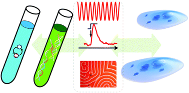 Graphical abstract: Programmable chemical reaction networks: emulating regulatory functions in living cells using a bottom-up approach