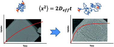 Graphical abstract: Transport properties of hierarchical micro–mesoporous materials