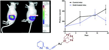 Graphical abstract: In vitro and in vivo evaluation of organometallic gold(i) derivatives as anticancer agents