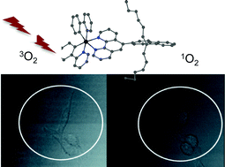 Graphical abstract: A cyclometallated fluorenyl Ir(iii) complex as a potential sensitiser for two-photon excited photodynamic therapy (2PE-PDT)