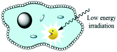 Graphical abstract: Luminescent bioactive NHC–metal complexes to bring light into cells