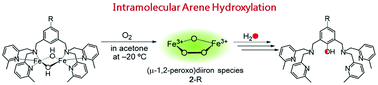 Graphical abstract: New mechanistic insight into intramolecular arene hydroxylation initiated by (μ-1,2-peroxo)diiron(iii) complexes with dinucleating ligands