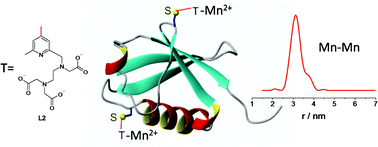 Graphical abstract: Mn(ii) tags for DEER distance measurements in proteins via C–S attachment