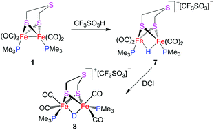 Graphical abstract: Synthesis, characterization, and H/D exchange of μ-hydride-containing [FeFe]-hydrogenase subsite models formed by protonation reactions of (μ-TDT)Fe2(CO)4(PMe3)2 (TDT = SCH2SCH2S) with protic acids