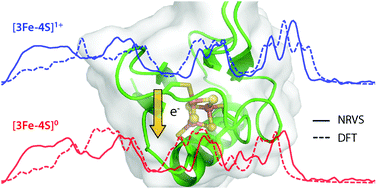 Graphical abstract: Characterization of the [3Fe–4S]0/1+ cluster from the D14C variant of Pyrococcus furiosus ferredoxin via combined NRVS and DFT analyses