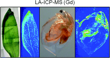 Graphical abstract: Gadolinium-uptake by aquatic and terrestrial organisms-distribution determined by laser ablation inductively coupled plasma mass spectrometry
