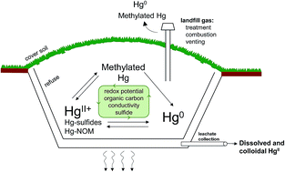 Graphical abstract: Biogeochemical transformations of mercury in solid waste landfills and pathways for release
