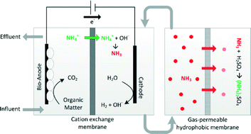 Graphical abstract: Gas-permeable hydrophobic tubular membranes for ammonia recovery in bio-electrochemical systems