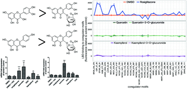 Graphical abstract: The effect of quercetin and kaempferol aglycones and glucuronides on peroxisome proliferator-activated receptor-gamma (PPAR-γ)