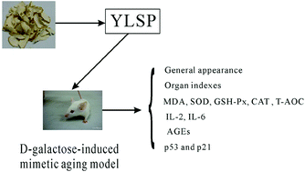 Graphical abstract: Yulangsan polysaccharide improves redox homeostasis and immune impairment in d-galactose-induced mimetic aging