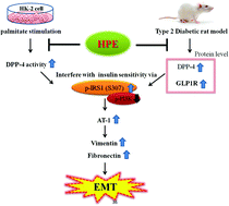 Graphical abstract: Hibiscus sabdariffa polyphenols prevent palmitate-induced renal epithelial mesenchymal transition by alleviating dipeptidyl peptidase-4-mediated insulin resistance