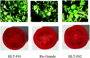 Graphical abstract: Fractionate analysis of the phytochemical composition and antioxidant activities in advanced breeding lines of high-lycopene tomatoes