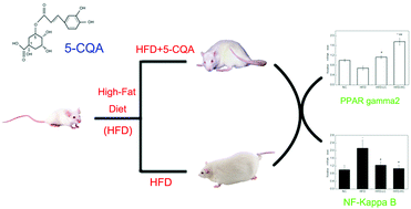 Graphical abstract: Effect of 5-caffeoylquinic acid on the NF-κB signaling pathway, peroxisome proliferator-activated receptor gamma 2, and macrophage infiltration in high-fat diet-fed Sprague–Dawley rat adipose tissue