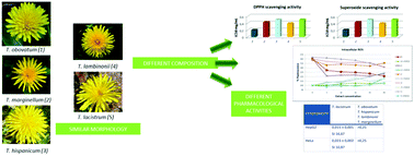 Graphical abstract: The effect of five Taraxacum species on in vitro and in vivo antioxidant and antiproliferative activity