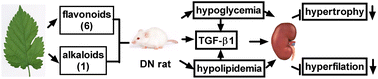 Graphical abstract: A novel formula from mulberry leaf ameliorates diabetic nephropathy in rats via inhibiting the TGF-β1 pathway