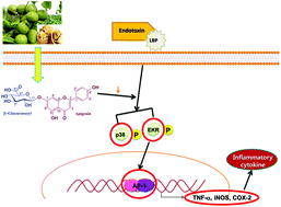 Graphical abstract: Apigenin-7-O-β-d-glucuronide inhibits LPS-induced inflammation through the inactivation of AP-1 and MAPK signaling pathways in RAW 264.7 macrophages and protects mice against endotoxin shock