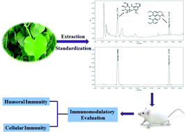 Graphical abstract: Standardized extract of Tinospora crispa stimulates innate and adaptive immune responses in Balb/c mice