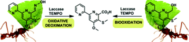 Graphical abstract: Laccase-catalysed biotransformation of collismycin derivatives. A novel enzymatic approach for the cleavage of oximes