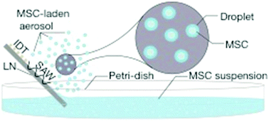 Graphical abstract: Assessment of the potential of a high frequency acoustomicrofluidic nebulisation platform for inhaled stem cell therapy