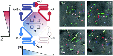 Graphical abstract: A microfluidic dual gradient generator for conducting cell-based drug combination assays