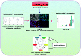 Graphical abstract: Modeling continuum of epithelial mesenchymal transition plasticity