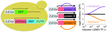 Graphical abstract: A synthetic gene circuit for measuring autoregulatory feedback control