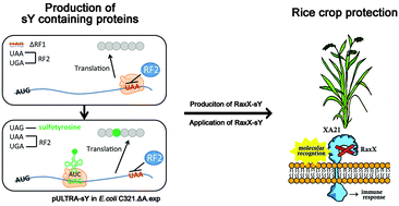 Graphical abstract: A second-generation expression system for tyrosine-sulfated proteins and its application in crop protection