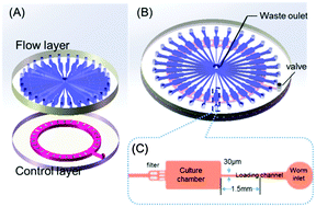 Graphical abstract: Modeling type 2 diabetes-like hyperglycemia in C. elegans on a microdevice