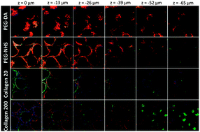 Graphical abstract: Phenotypic regulation of liver cells in a biofunctionalized three-dimensional hydrogel platform